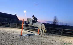 English Warmblood horses for sale: 16hh Schoolmistress  - Image 40