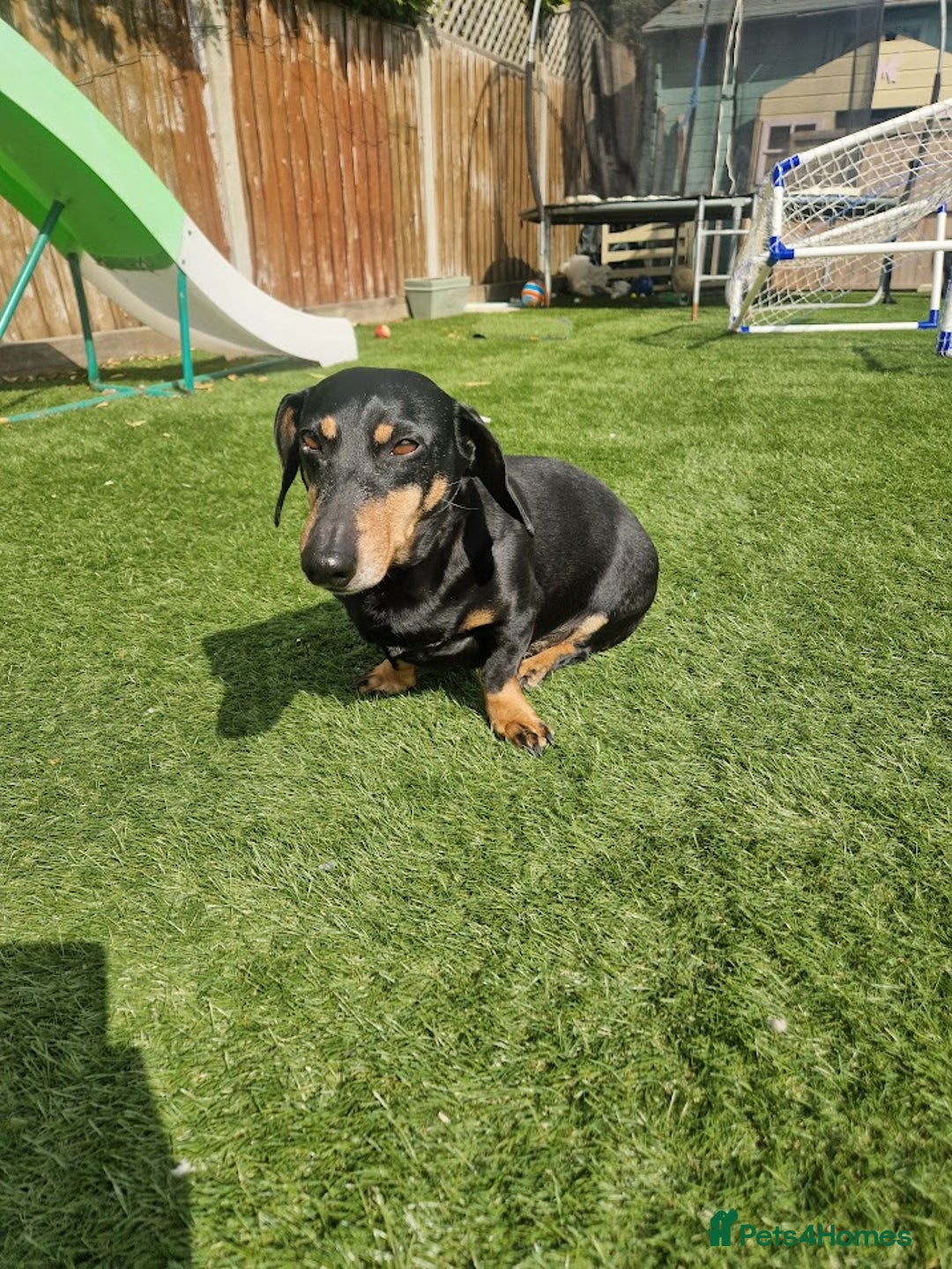 Dachshund dogs for sale: 2x Dachshunds Male 7&8 years - Advert 6