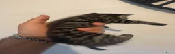 Mixed Breed cats for sale: 4 tabby kittens  in Sheffield - Advert 9