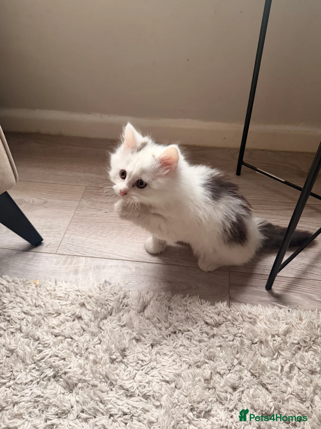 Mixed Breed cats for sale: 1 boy and 1 girl kitten 8 weeks old - Advert 3