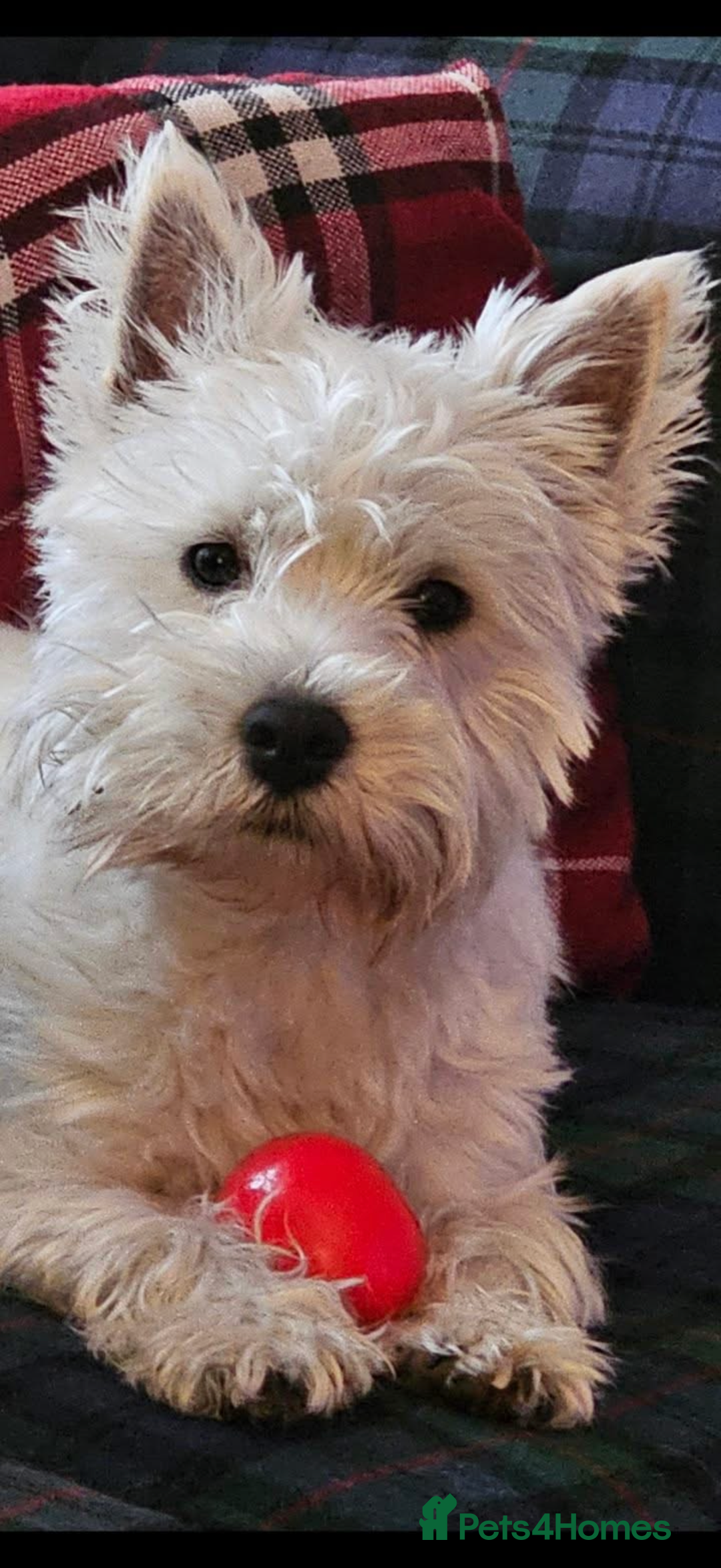 West Highland Terrier dogs for stud: Westie for stud  - Advert 4