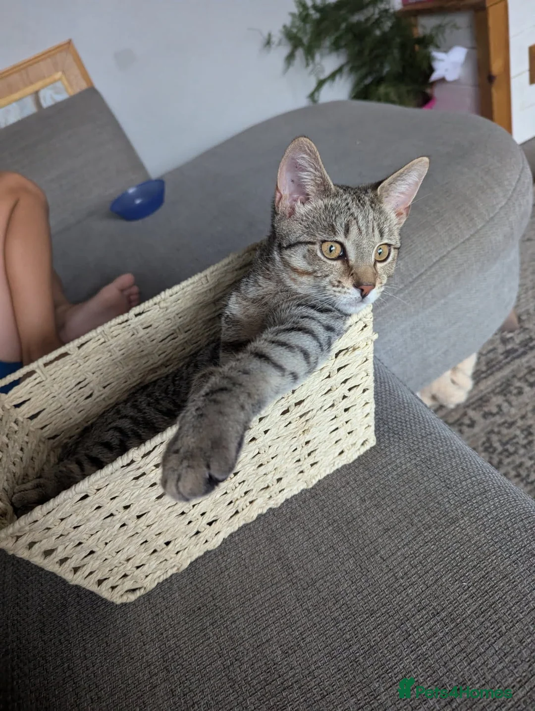 Bengal cats for sale: Bengal cat for sale - Advert 7