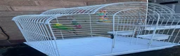 Budgerigars birds for sale: Selling Buggies  parrots with cage & Acessories. - Advert 5