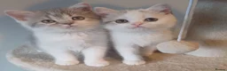 British Shorthair cats for sale: Ready to leave! 🐱 - Advert 18