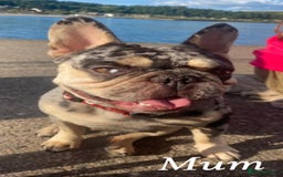 French Bulldog dogs for sale: Beautiful French bulldog puppies  - Image 25