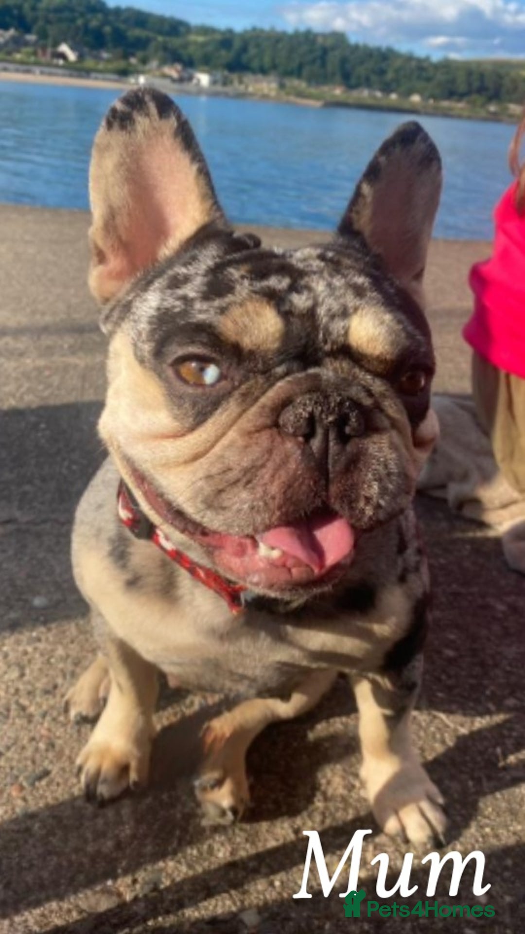 French Bulldog dogs for sale: Beautiful French bulldog puppies  - Image 25