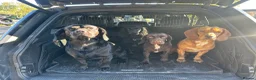 Cockerdor dogs for sale: Cockerdor puppies - Advert 26
