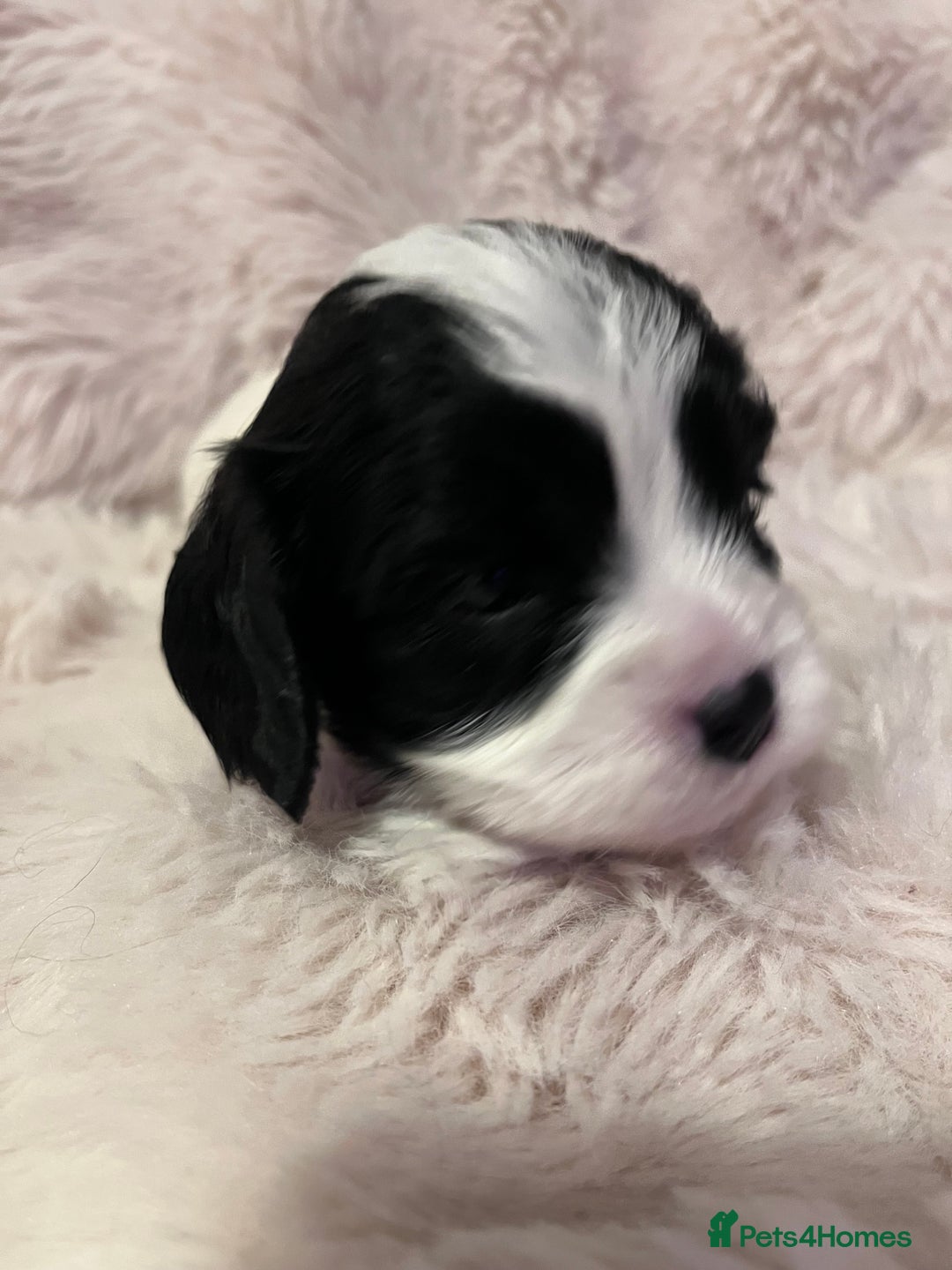 Cavapoo dogs for sale: STUNNING F1b REVERSE Cavapoos - Advert 15