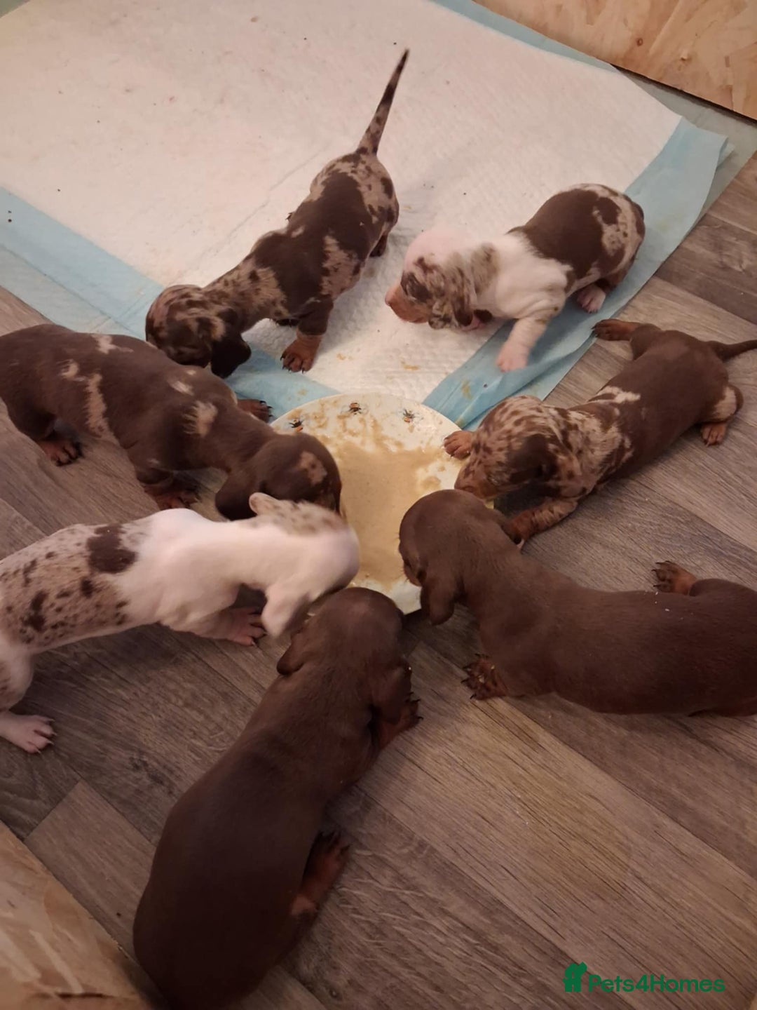 Dachshund dogs for sale: Dachshund puppies - Advert 4