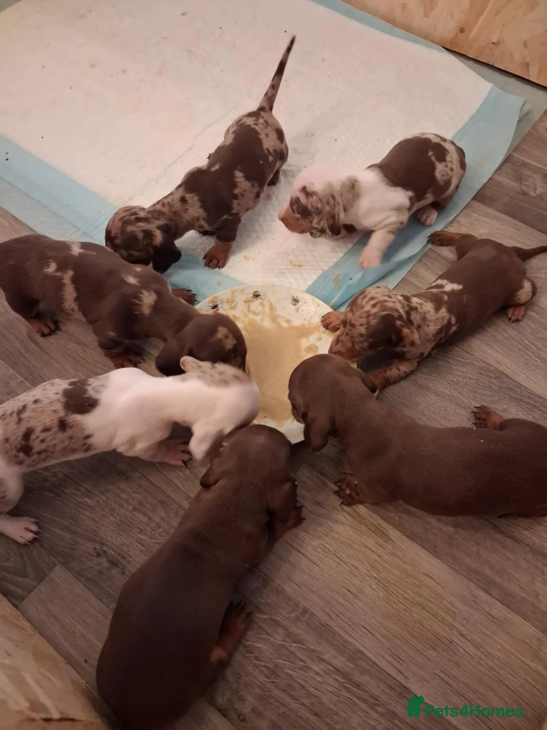 Dachshund dogs for sale: Dachshund puppies - Advert 4