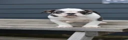 English Bulldog dogs for sale: 3 male English bulldog puppies  - Advert 12
