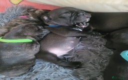 French Bulldog dogs for sale: 2 Girls and 4 Boys - Image 24