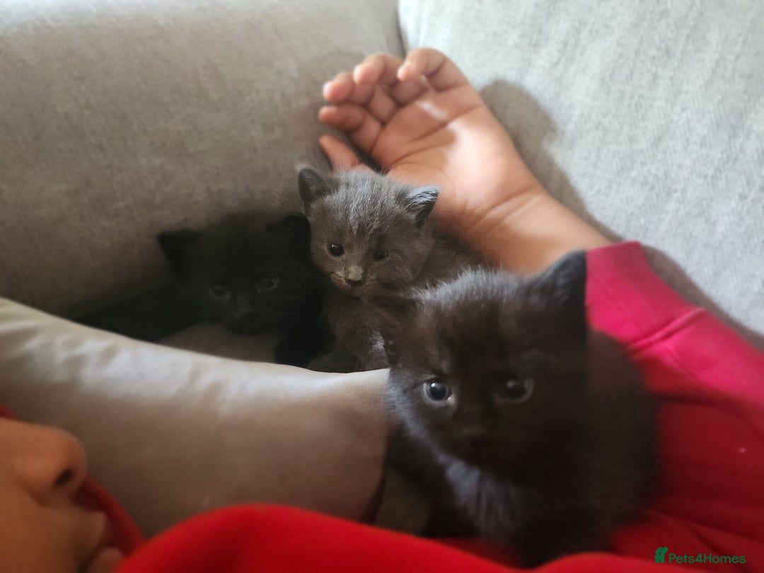 Mixed Breed cats for sale: 3 Beautiful Norwegian Forest X Kittens for sale. - Advert 5