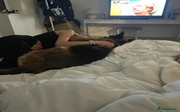 German Longhaired Pointer dogs for sale: Female German Shepherd - Image 2