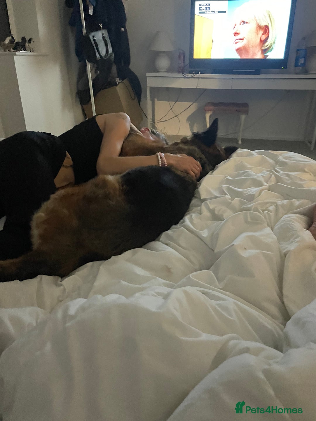 German Longhaired Pointer dogs for sale: Female German Shepherd - Image 2