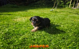 Mixed Breed dogs for sale: Parson Russell Cross Puppies  - Image 22