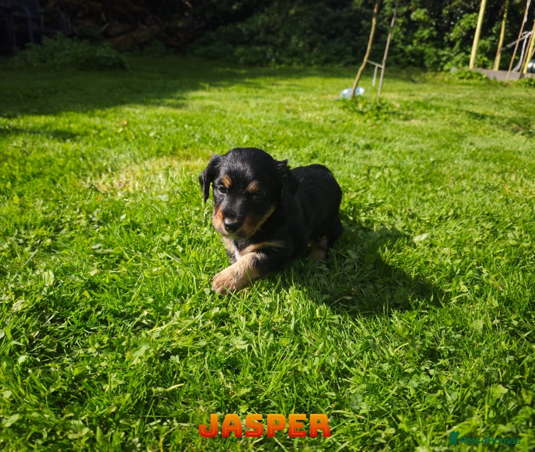 Mixed Breed dogs for sale: Parson Russell Cross Puppies  - Image 22