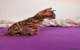 Bengal cats for sale: Bengals  - Image 14