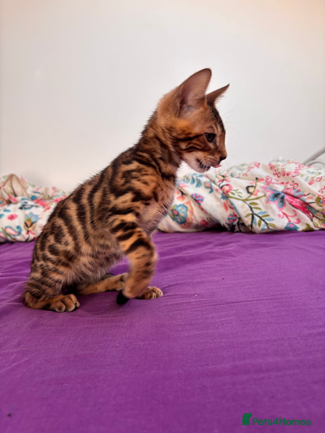 Bengal cats for sale: Bengals  - Image 14