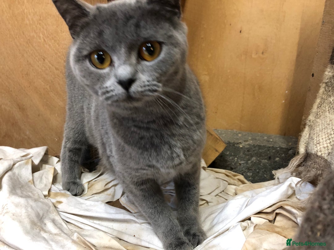 British Shorthair cats for sale: Retired breeding queen for calm, loving home - Image 5