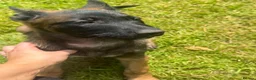 Belgian Shepherd Dog dogs for sale: FEMALE BELGIAN MALINIOS PUPPY - Advert 3