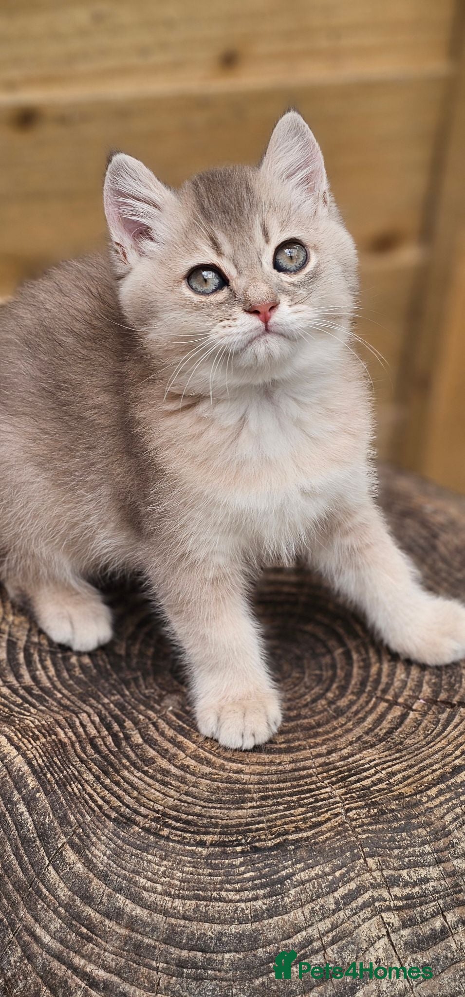 British Shorthair cats 💖 World Champion lines, GCCF Registered 💖  - Advert 12