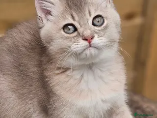 British Shorthair cats 💖 World Champion lines, GCCF Registered 💖 - Advert 12