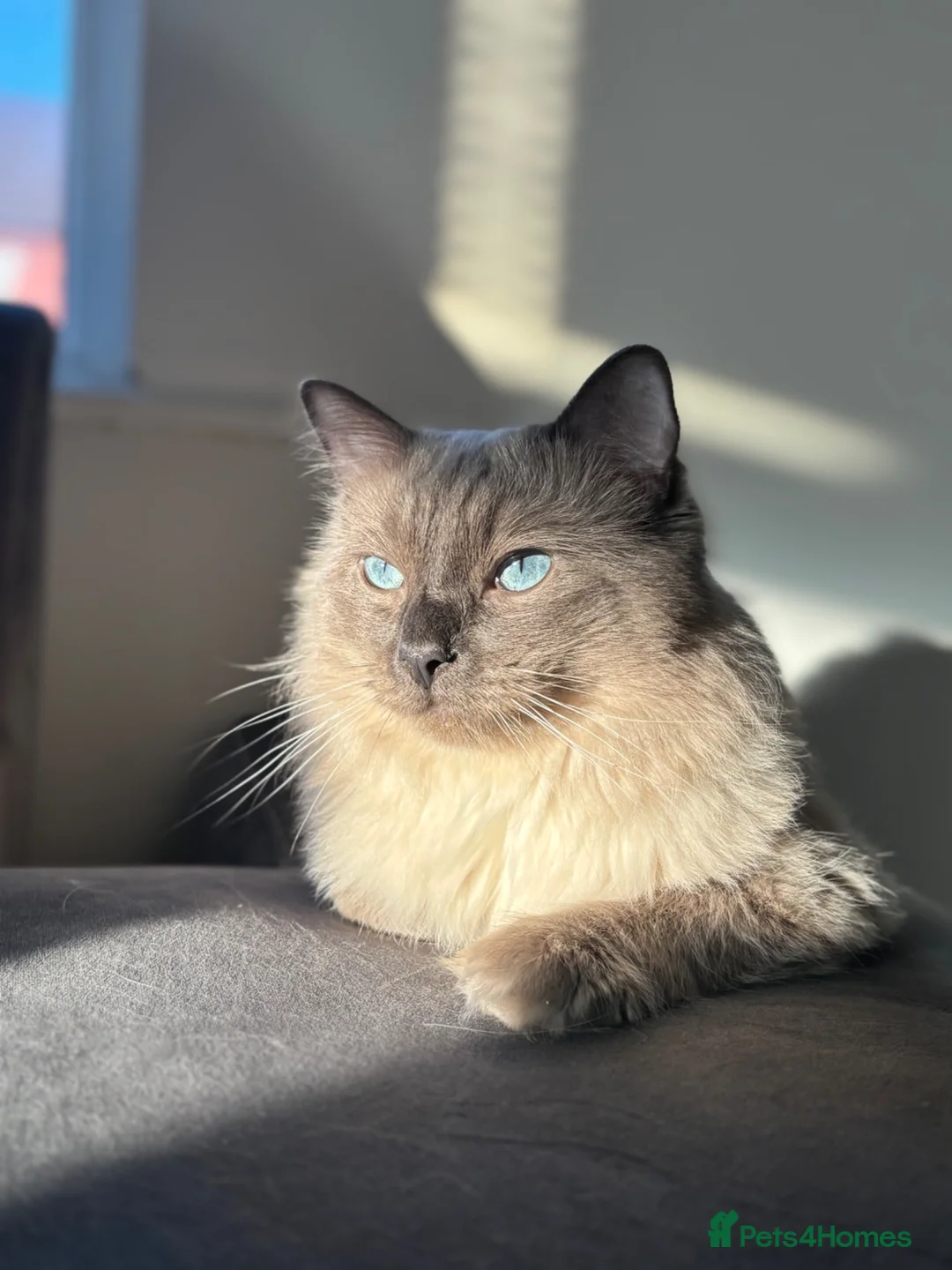 Ragdoll cats for sale: Blue point ragdoll kittens  - Advert 1