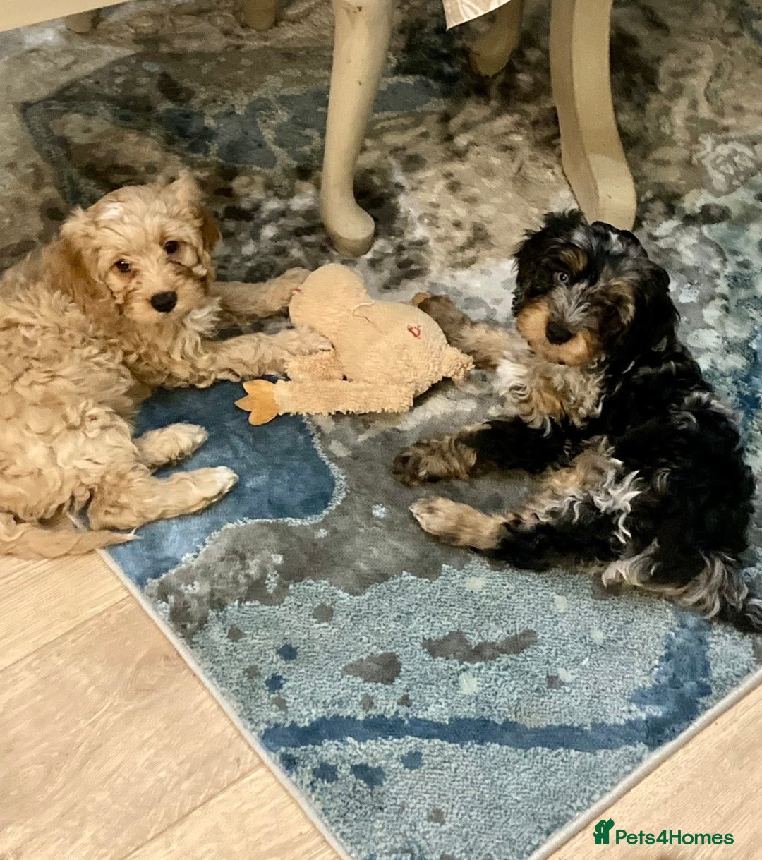 Cavapoo dogs for sale: WAITING LIST NOW OPEN Extremely Rare Merle F1  - Advert 12
