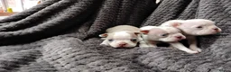 Boston Terrier dogs for sale: 6 beautiful Boston  - Advert 12