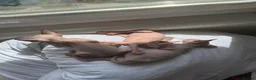 Sphynx cats for sale: New Sphynx Litter Available Now! - Advert 14