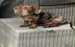 Mixed Breed dogs for sale: Beautiful Dorkie pups - Advert 12