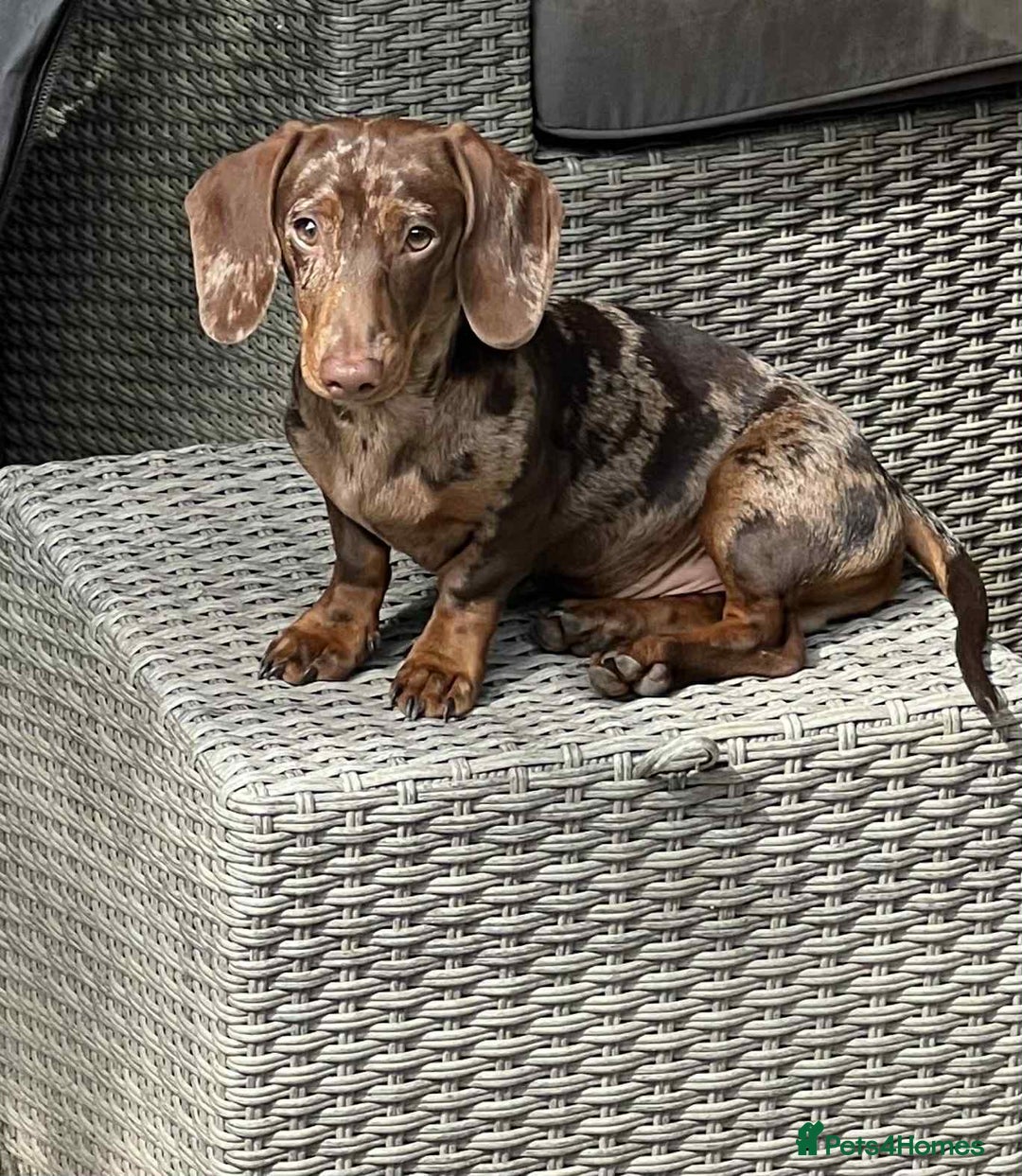 Mixed Breed dogs for sale: Beautiful Dorkie pups - Advert 12