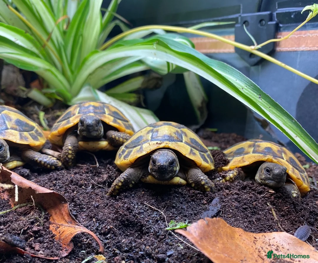 Tortoise reptiles for sale: Hermanns Tortoise (Baby / Hatchling) - Advert 1