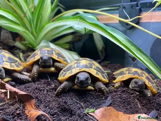 Tortoise reptiles Hermanns Tortoise (Baby / Hatchling) - Advert 1