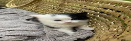 Turkish Van cats for sale: Kittens for sale  - Advert 5