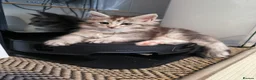 Maine Coon cats for sale: Purebred Maine Coon last girl ready now - Advert 13