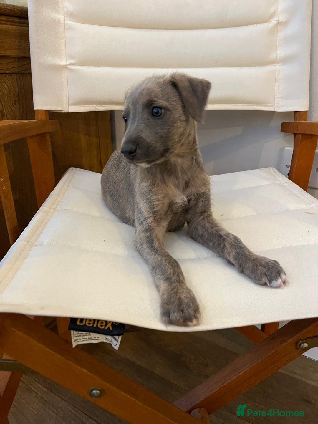 Mixed Breed dogs for sale: Beautifully Bred broken coated Lurcher Puppies - Image 6