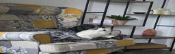 German Shorthaired Pointer dogs for stud: Murphy McDonald in Newport - Advert 7