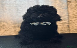 Toy Poodle dogs for sale: REDUCED READY NOW !! 2 beautiful toy poodle babies - Image 12