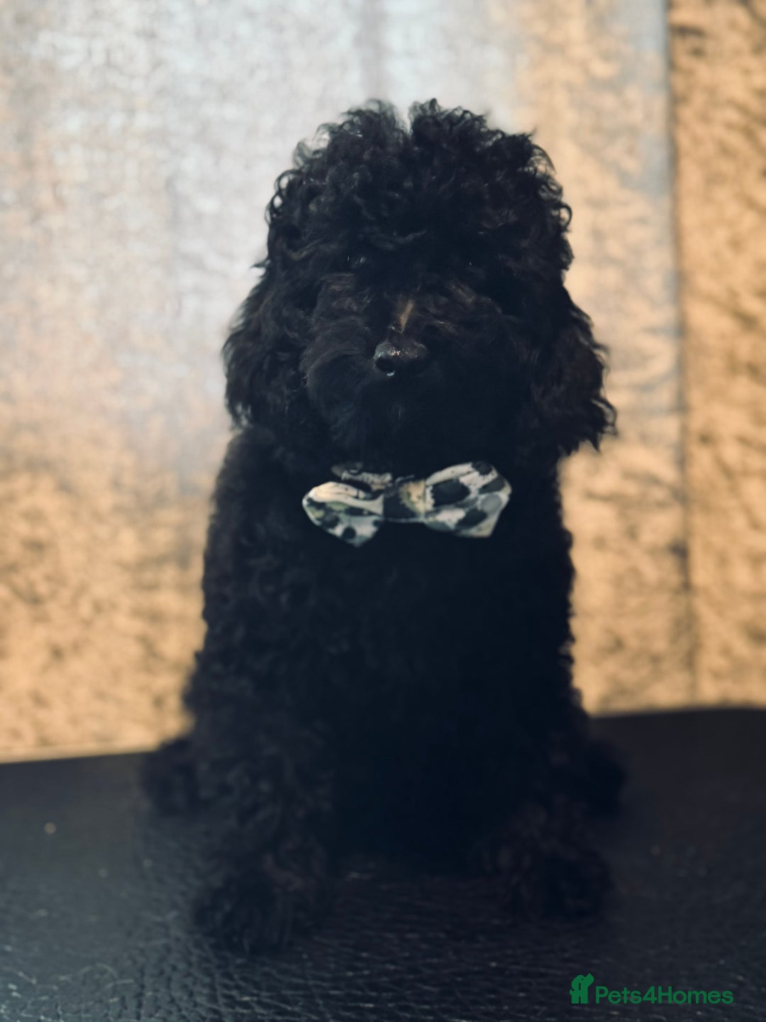 Toy Poodle dogs for sale: REDUCED READY NOW !! 2 beautiful toy poodle babies - Image 12