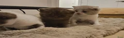 British Shorthair cats for sale: Beautiful British Shorthair Kittens in Crowborough - Advert 2