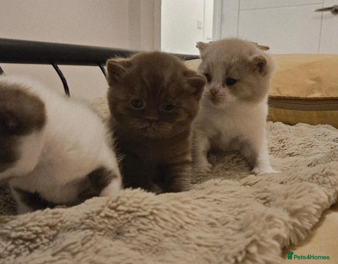British Shorthair cats for sale: Beautiful British Shorthair Kittens in Crowborough - Advert 2