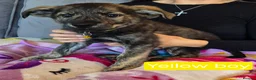 Golden Shepherd dogs for sale: Golden retriever/ german shepherd  puppies - Advert 16