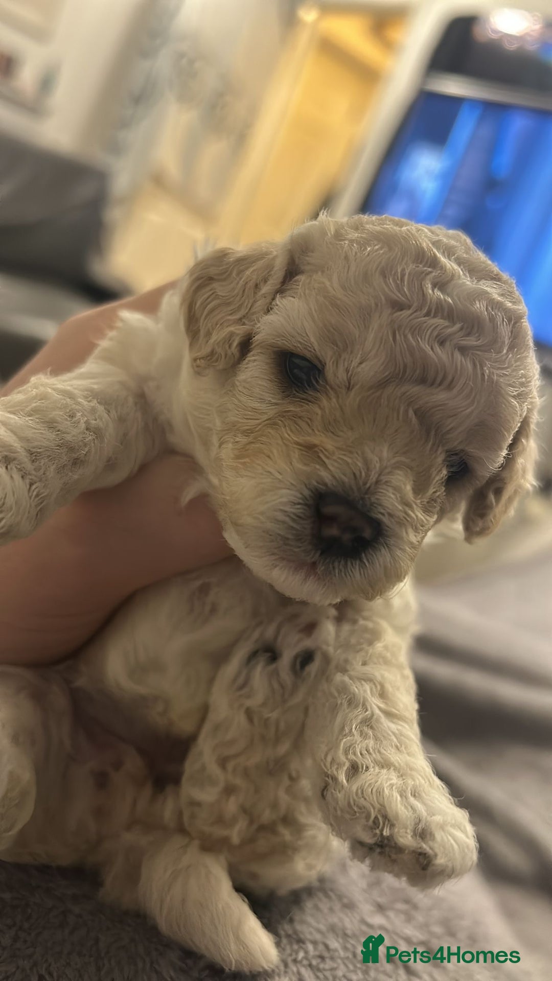 Cavapoochon dogs for sale: 🌟 Ready to leave 23rd Dec F1b cavapoochon puppies - Advert 19