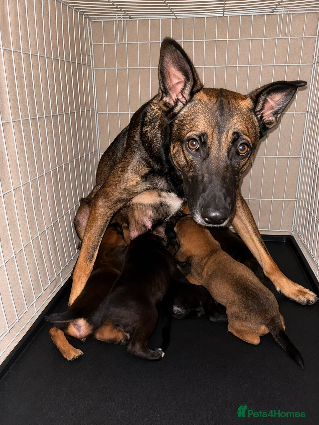 Mixed Breed dogs for adoption: Gorgeous puppy’s looking for there forever home - Advert 2