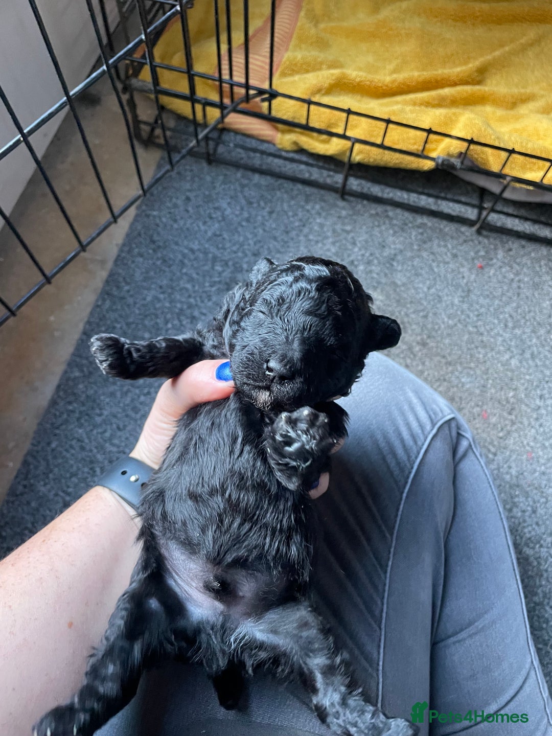 Toy Poodle dogs for sale: Gorgeous KC Toy Poodle Puppies 1 Boy Available - Image 12