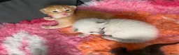 Mixed Breed cats for sale: 6 stunning kittens  - Advert 12