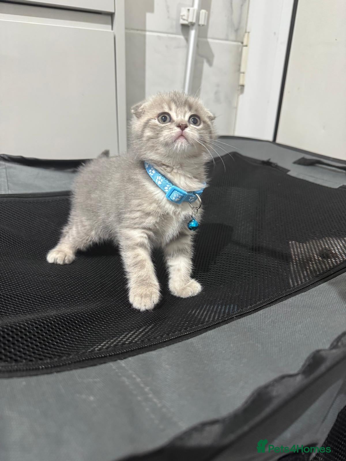 Scottish Fold cats 🐾 ADORABLE FLUFFY SCOTTISH FOLD KITTEN – £695 🐾 - Advert 1