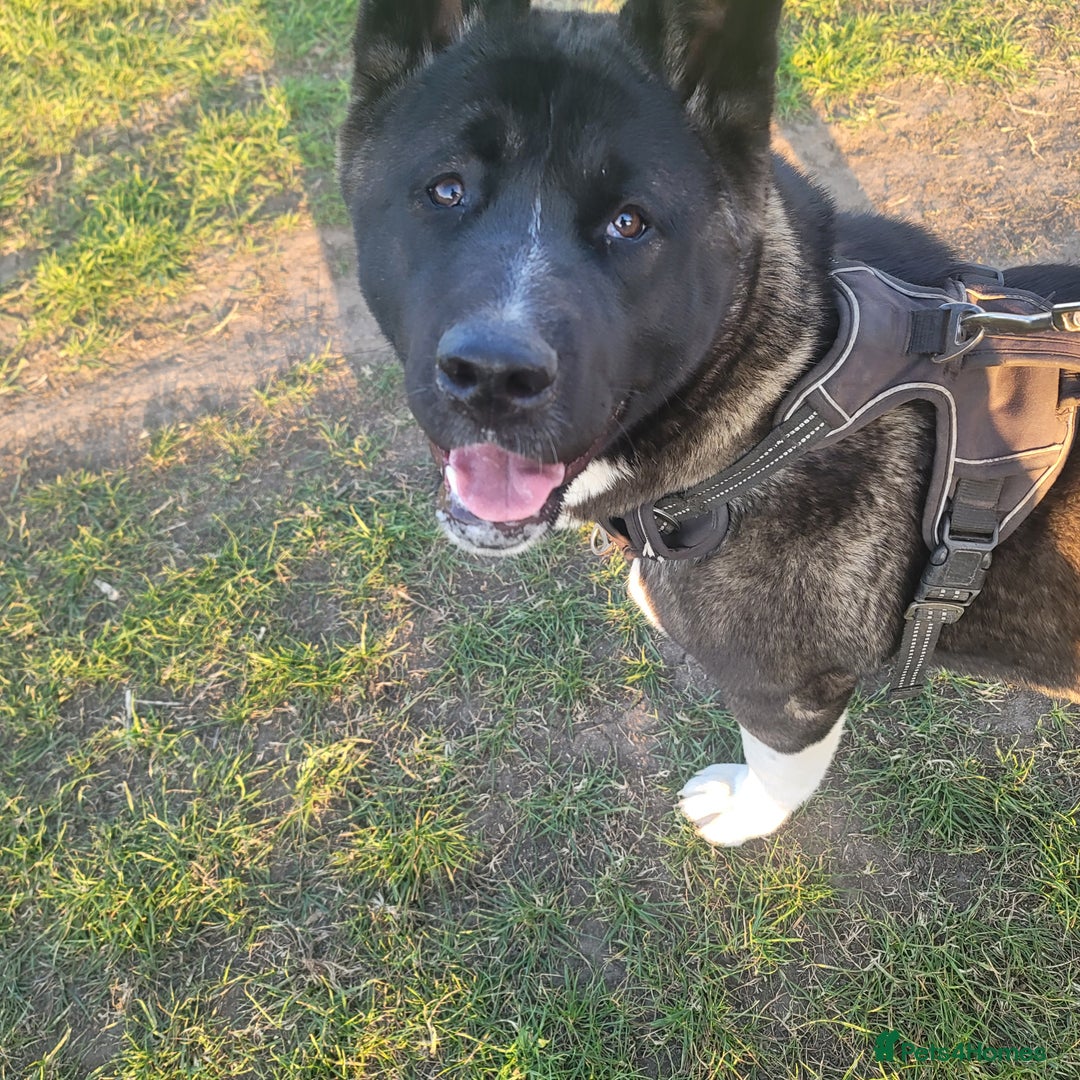 Akita dogs for sale: 11 month female akita. Very big boned - Image 3